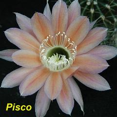 EP-H. Pisco.4.1.jpg 